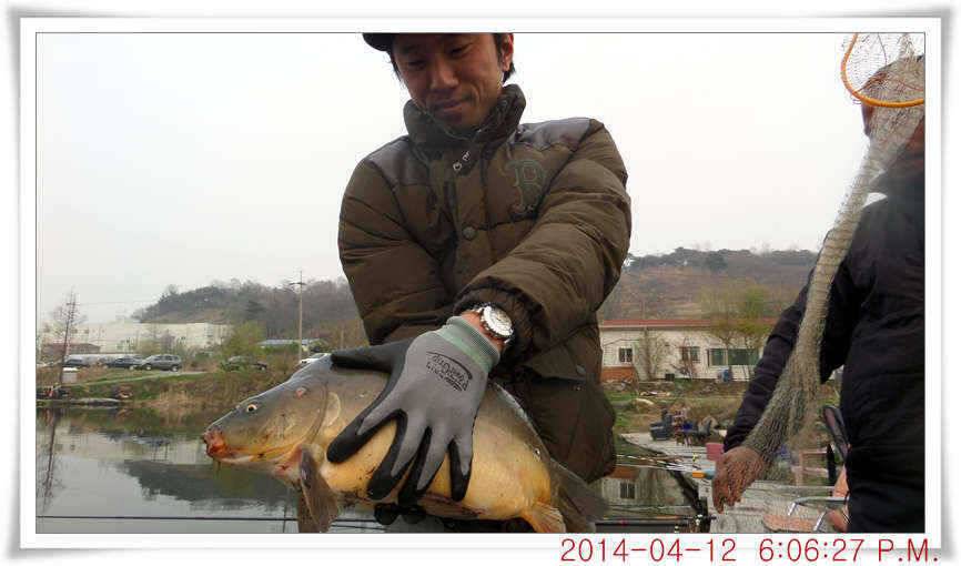 충남 아산 월선낚시터 4월 12일자 조황정보 (유료터정보 - 유료터점주조황)