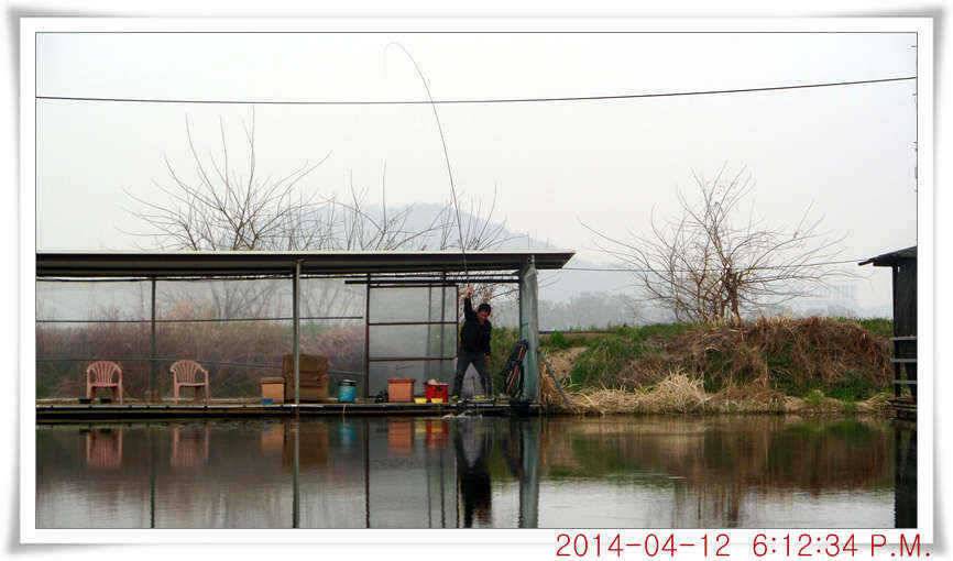 충남 아산 월선낚시터 4월 12일자 조황정보 (유료터정보 - 유료터점주조황)