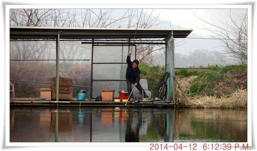 충남 아산 월선낚시터 4월 12일자 조황정보 (유료터정보 - 유료터점주조황)