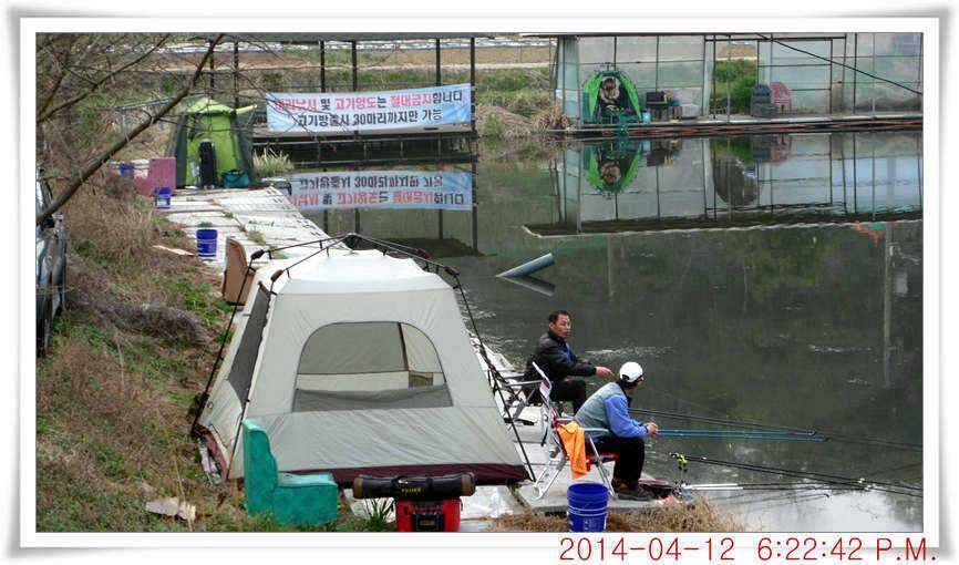 충남 아산 월선낚시터 4월 12일자 조황정보 (유료터정보 - 유료터점주조황)