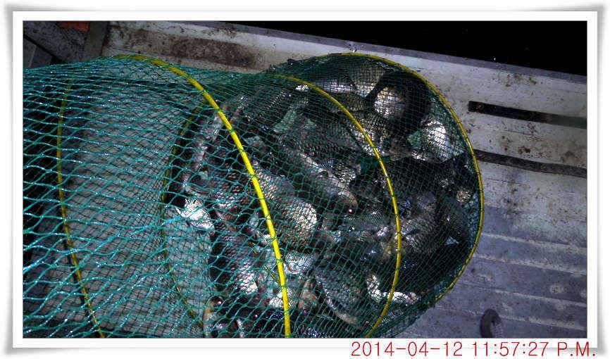 충남 아산 월선낚시터 4월 12일자 조황정보 (유료터정보 - 유료터점주조황)