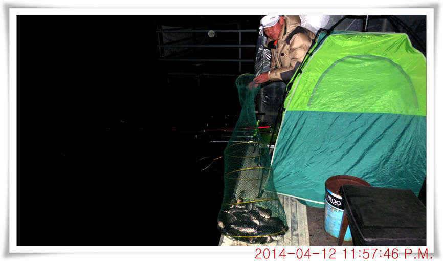 충남 아산 월선낚시터 4월 12일자 조황정보 (유료터정보 - 유료터점주조황)