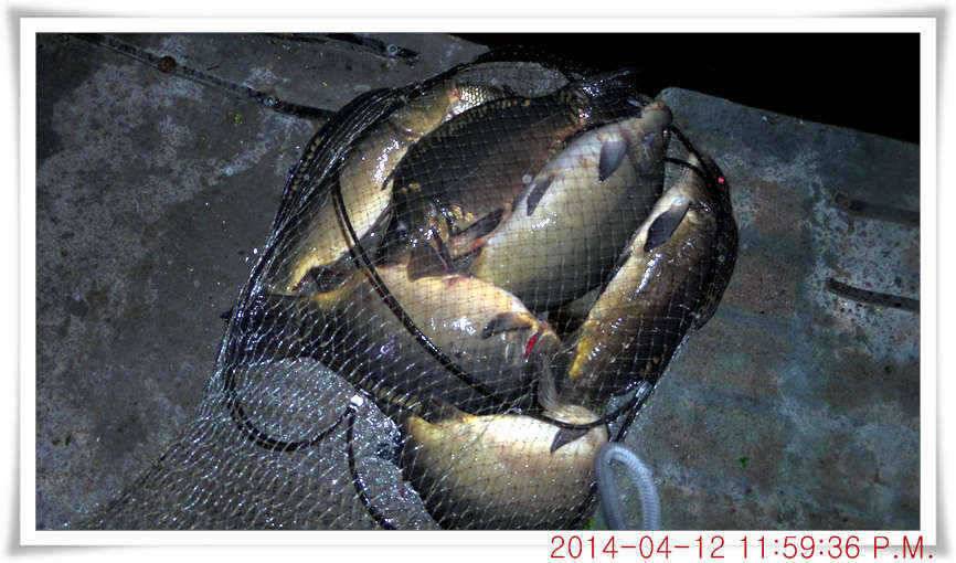 충남 아산 월선낚시터 4월 12일자 조황정보 (유료터정보 - 유료터점주조황)