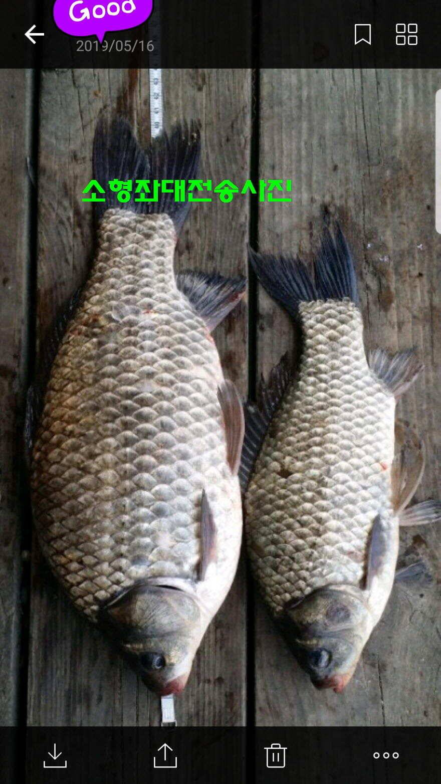 신원낚시터 토종대물 소식입니다 (유료터정보 - 유료터점주조황)