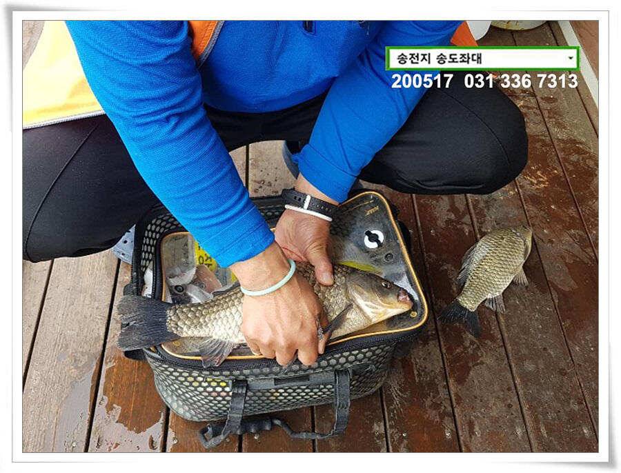 송전지 송도집 좌대 조황 (유료터정보 - 유료터점주조황)