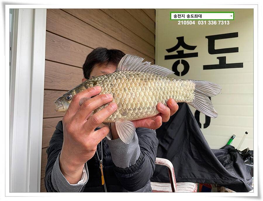 배수에도 4짜송전지 송도좌대 조황 (유료터정보 - 유료터점주조황)