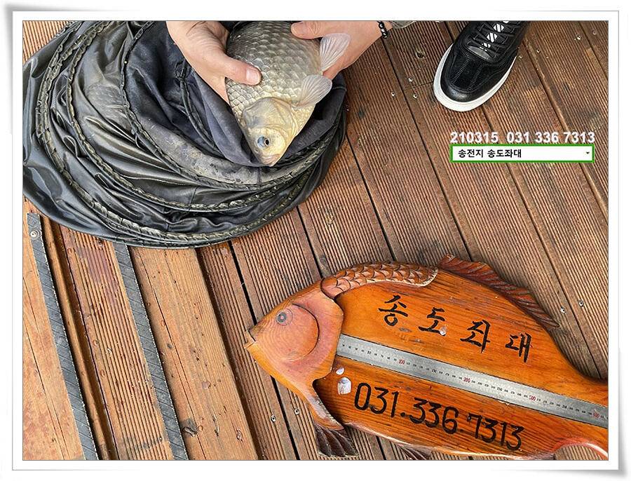 근사한 덩어리 낚기 송전지 송도좌대 조황 (유료터정보 - 유료터점주조황)
