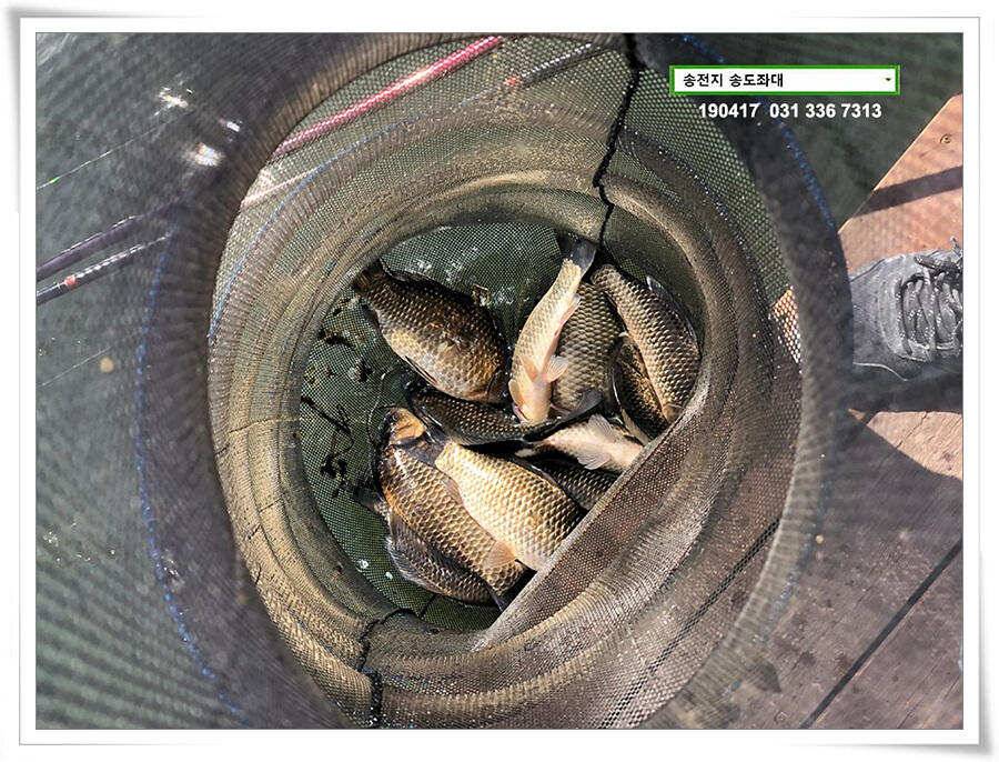 송전낚시터 송도좌대 조황 (유료터정보 - 유료터점주조황)