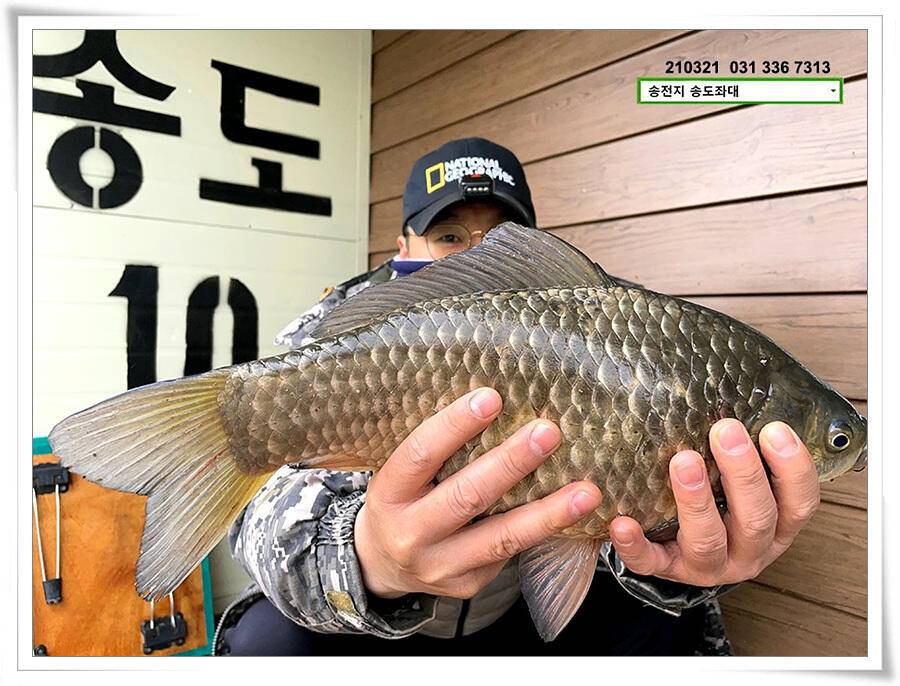 화려한 철수송전지 송도좌대 조황 (유료터정보 - 유료터점주조황)