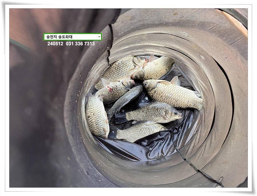 덩어리 혹은 마릿수 (유료터정보 - 유료터점주조황)