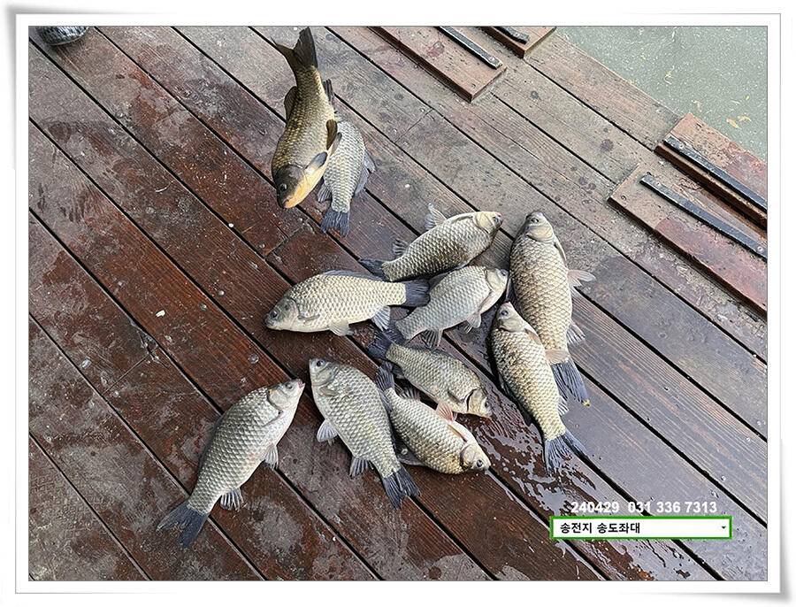흐린 날에 4짜 (유료터정보 - 유료터점주조황)