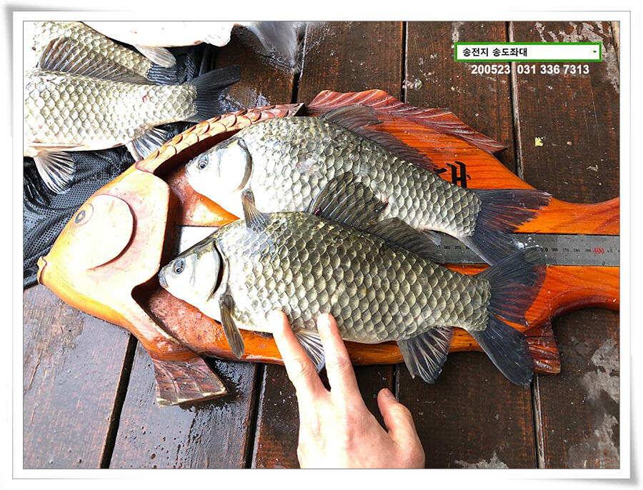 늦바람 난 송전지 조황 (유료터정보 - 유료터점주조황)