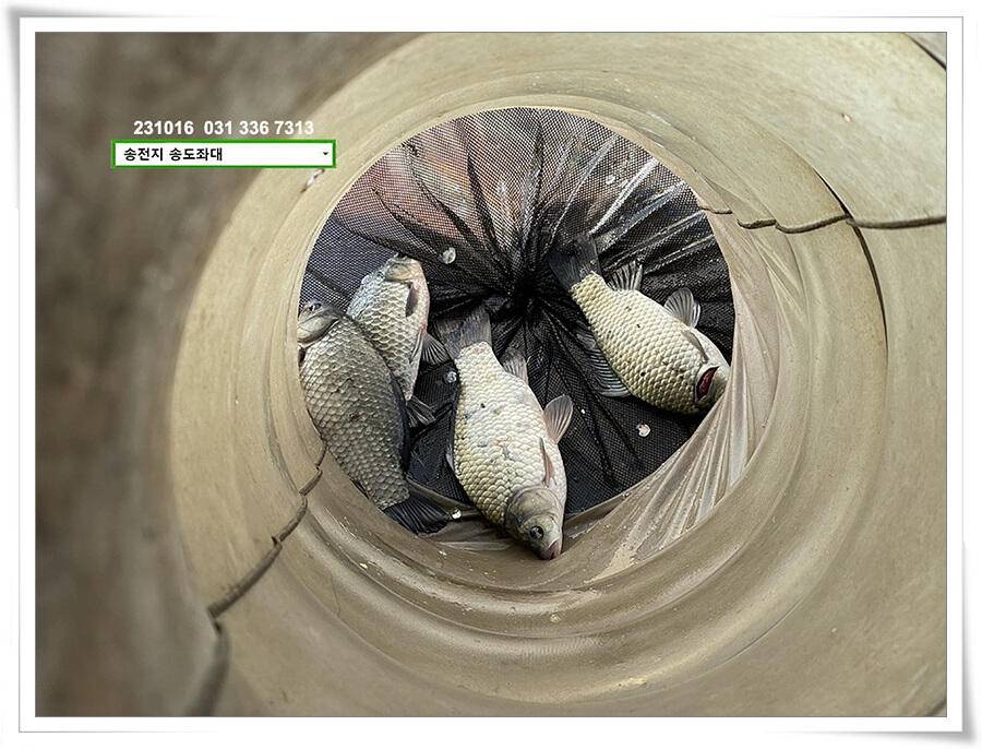 마릿수 (유료터정보 - 유료터점주조황)