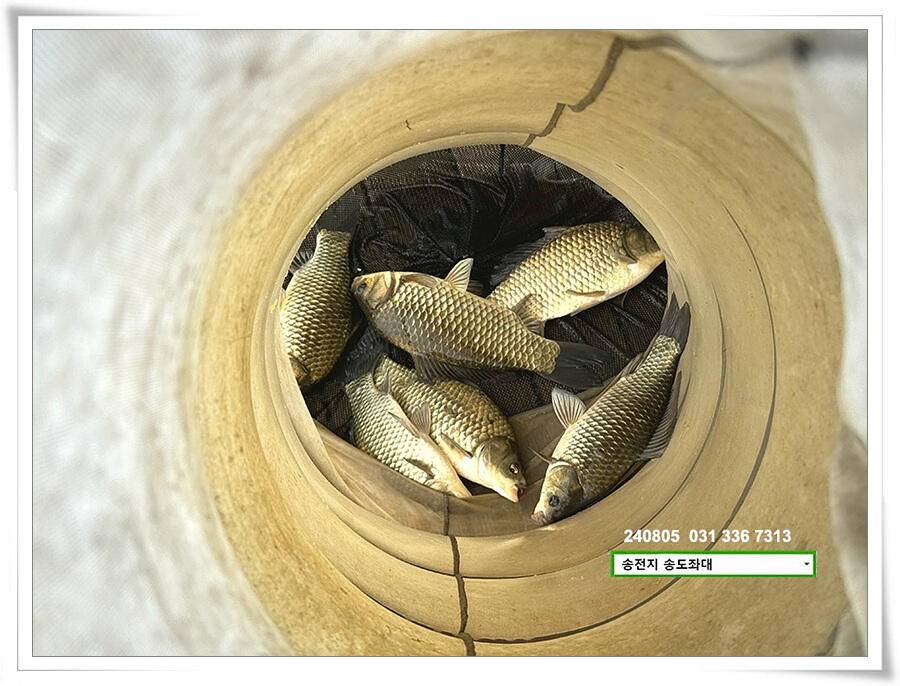 주말 휴일 조황 (유료터정보 - 유료터점주조황)