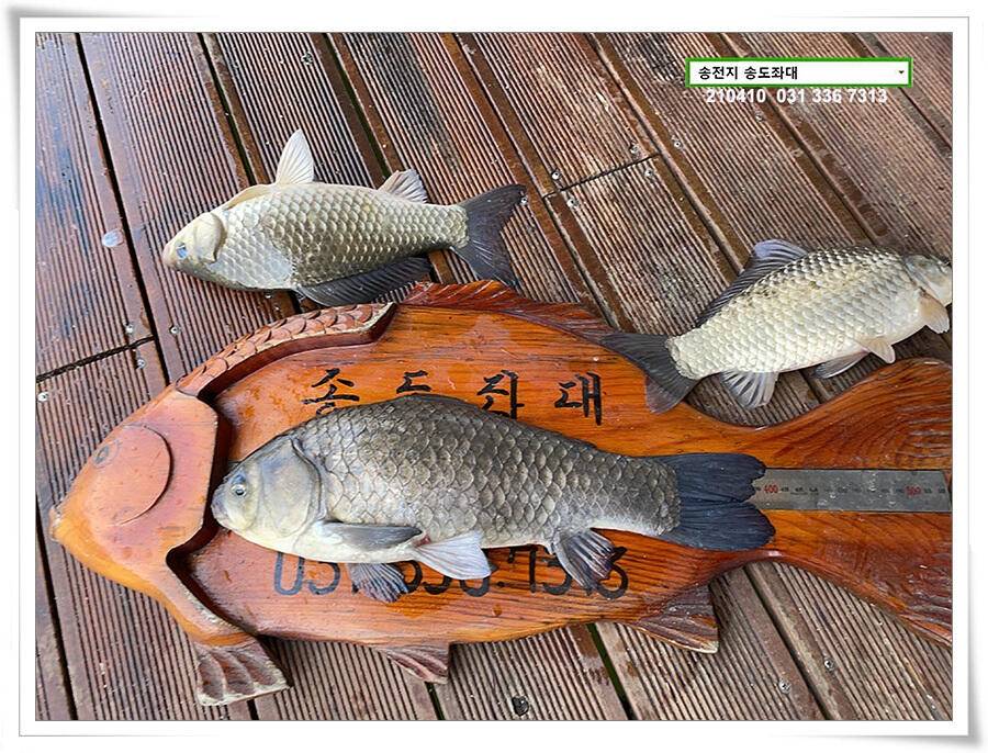 4짜 셋 혹은 둘 송전지 송전낚시터 송도좌대 조황 (유료터정보 - 유료터점주조황)