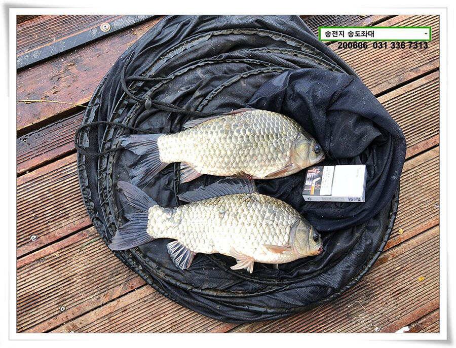 송전지 송전낚시터 송도집 좌대 조황 (유료터정보 - 유료터점주조황)