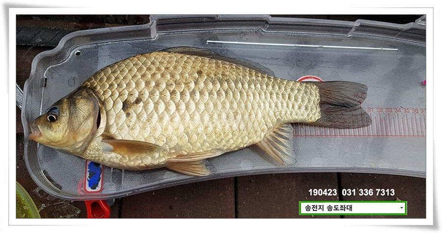 송전지 송도좌대 조황 (유료터정보 - 유료터점주조황)