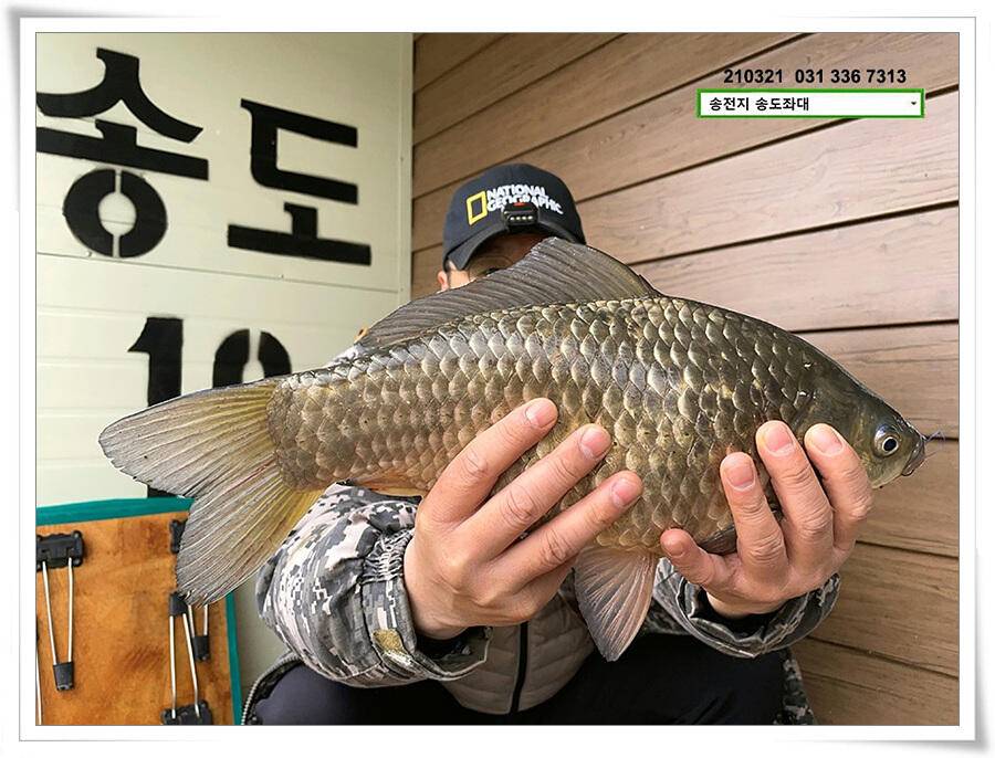 화려한 철수송전지 송도좌대 조황 (유료터정보 - 유료터점주조황)