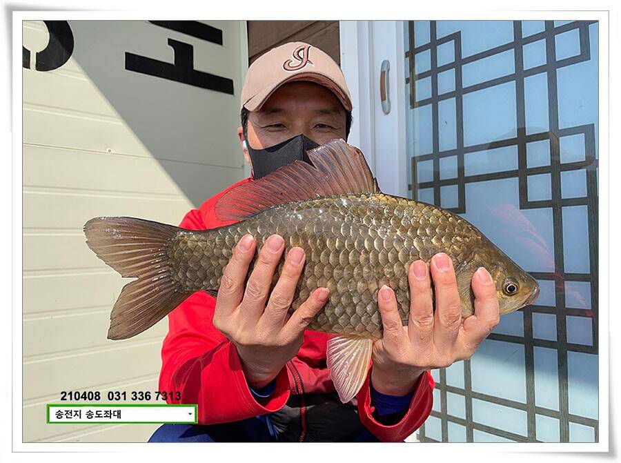 4짜 두 마리 몰고 감송전지 송도좌대 조황 (유료터정보 - 유료터점주조황)