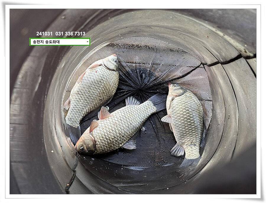 10월의 마지막 밤낚시 (유료터정보 - 유료터점주조황)
