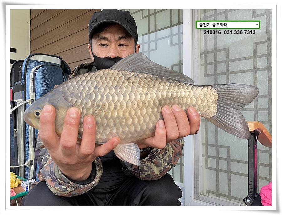 근사한 덩어리 낚기 송전지 송도좌대 조황 (유료터정보 - 유료터점주조황)