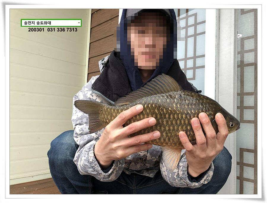 연이은 덩어리 송전지 송도좌대 조황 (유료터정보 - 유료터점주조황)