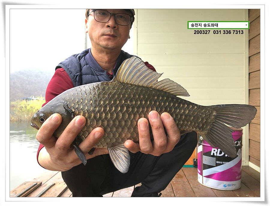 덩어리 혹은 마릿수 송전지 송도집 좌대 조황 (유료터정보 - 유료터점주조황)