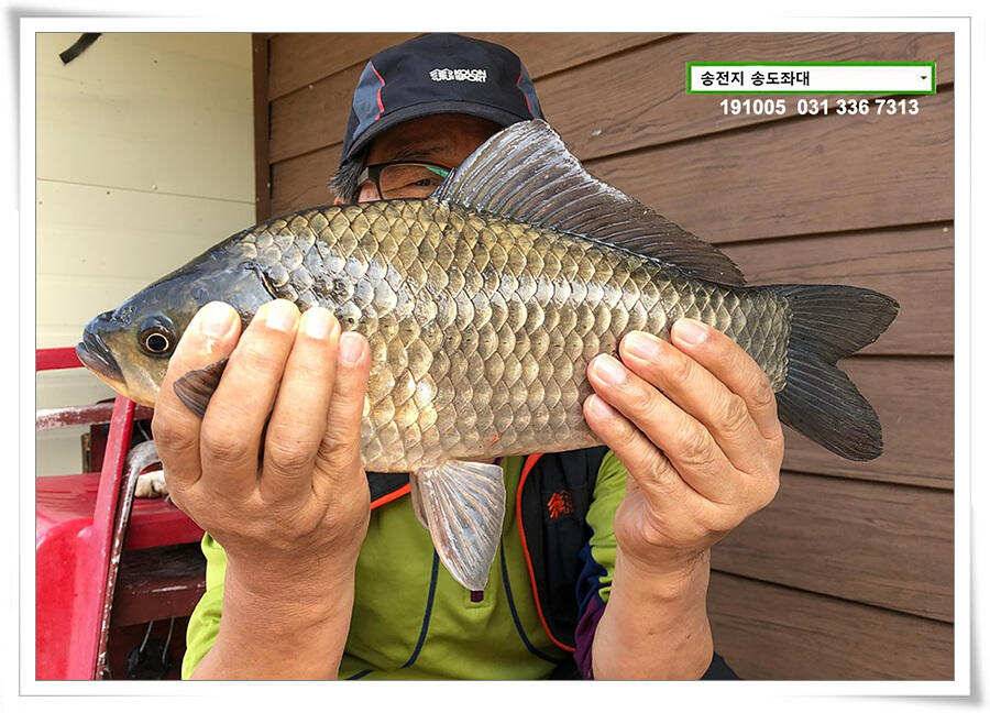 태풍 후 안정세 (유료터정보 - 유료터점주조황)