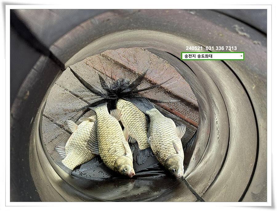 주 초 조황 (유료터정보 - 유료터점주조황)