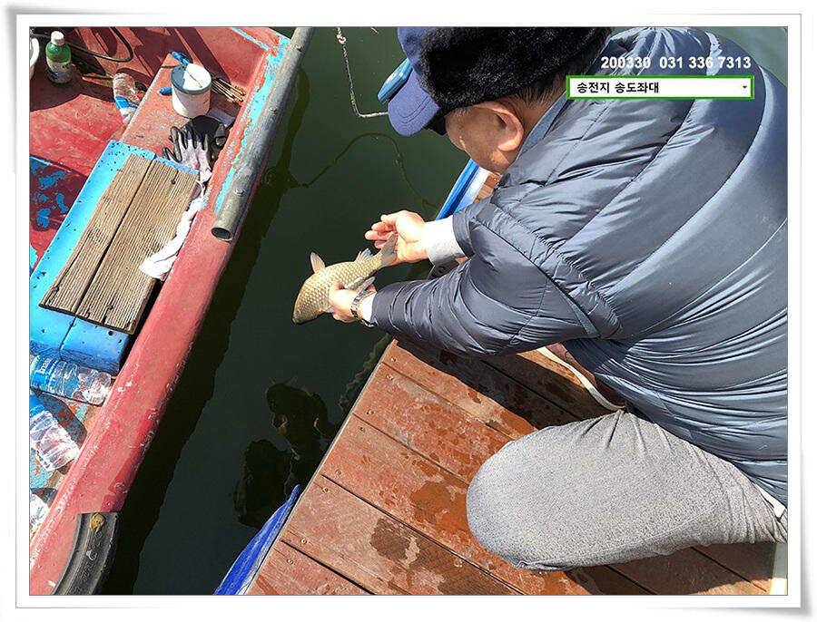 버들 싹 필 무렵 송전지 송도좌대 조황 (유료터정보 - 유료터점주조황)