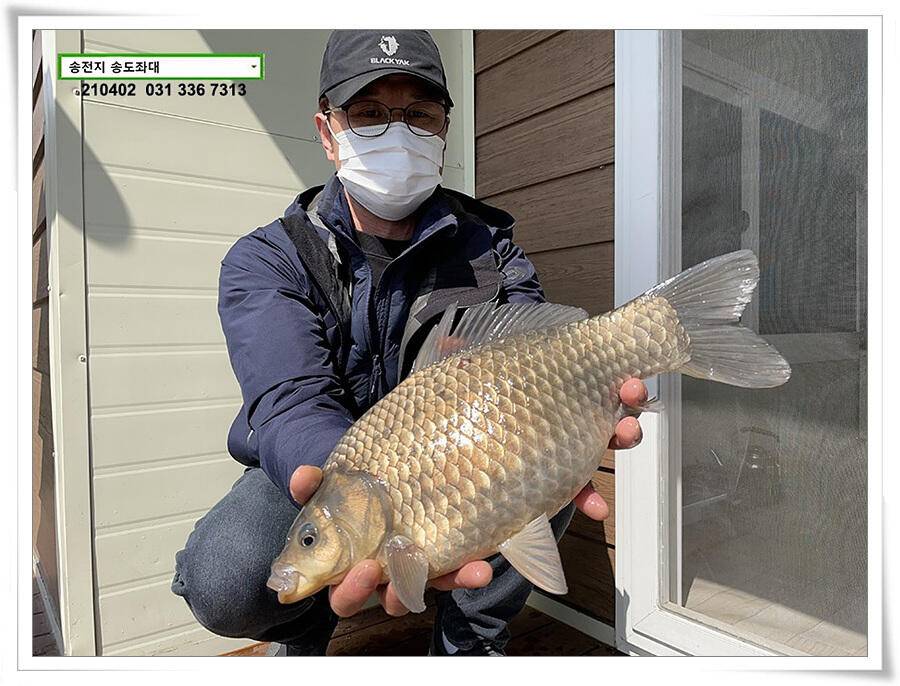 매일 그대와 송전지 송전낚시터 송도좌대 조황 (유료터정보 - 유료터점주조황)