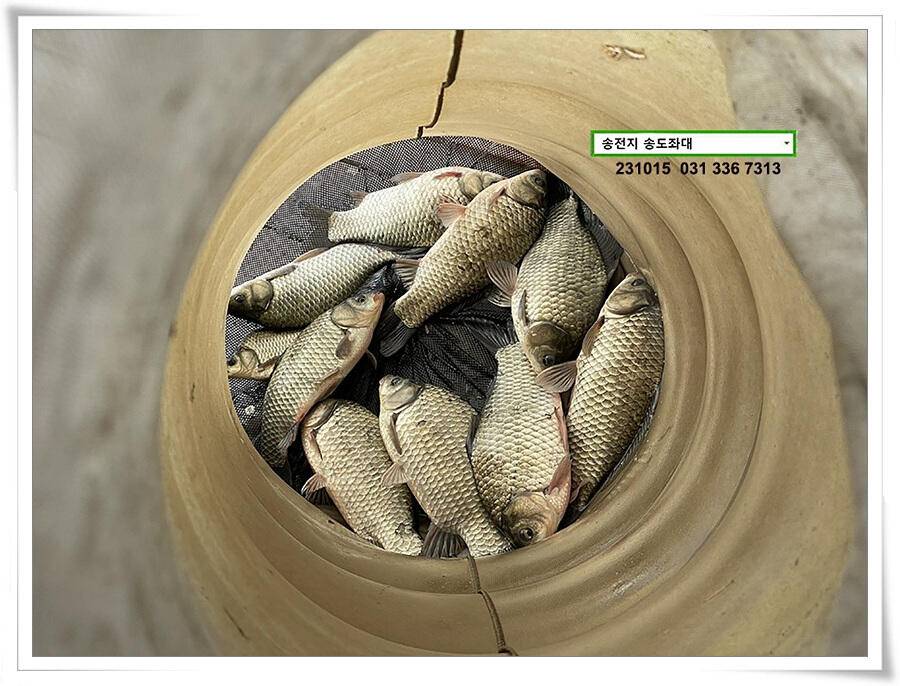 4짜 혹은 마릿수 (유료터정보 - 유료터점주조황)