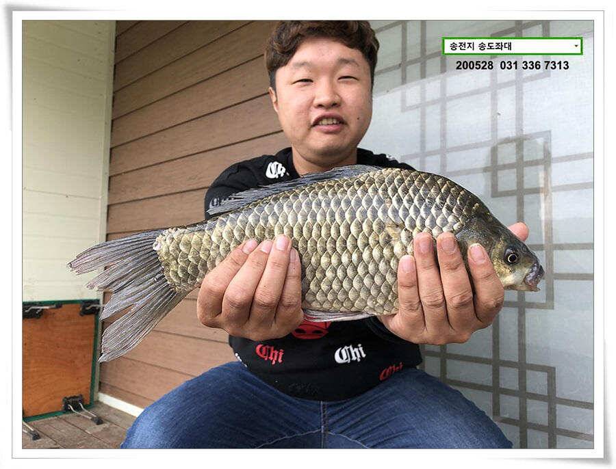 4짜 혹은 이십4짜송전지 송도좌대 조황 (유료터정보 - 유료터점주조황)