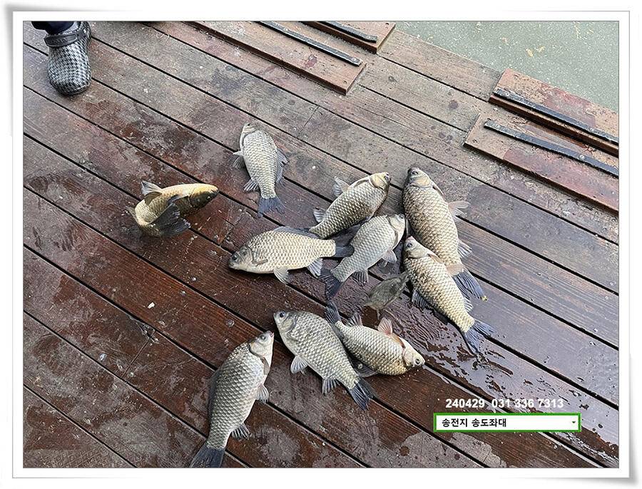 흐린 날에 4짜 (유료터정보 - 유료터점주조황)