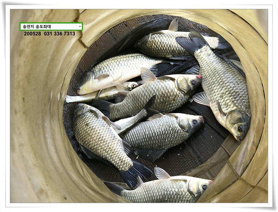 4짜 낚아보기 송전지 송도집 좌대 조황 (유료터정보 - 유료터점주조황)