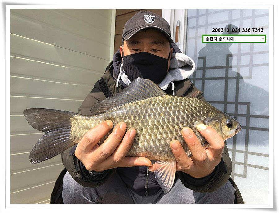 송전지 송도집 좌대 조황 (유료터정보 - 유료터점주조황)
