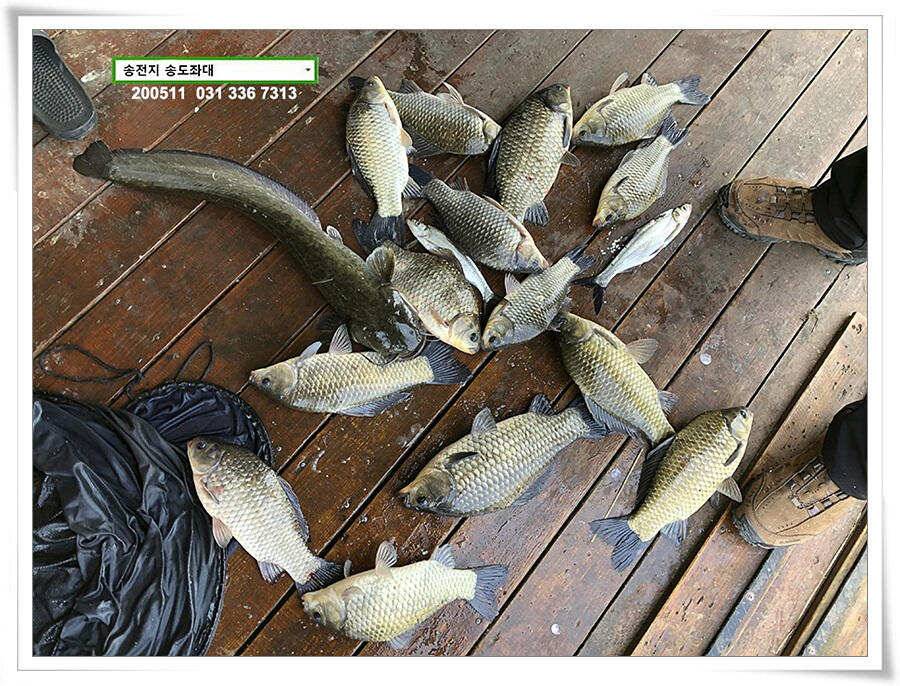 송전지 송전낚시터 송도집 좌대 조황 (유료터정보 - 유료터점주조황)