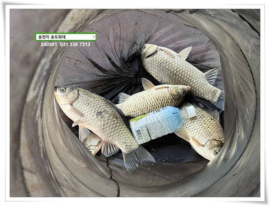 계절의 여왕 5월 첫 덩어리 (유료터정보 - 유료터점주조황)