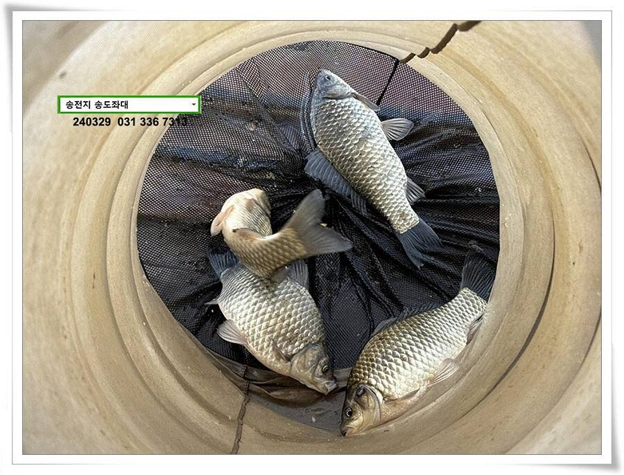 달라진 활성도 (유료터정보 - 유료터점주조황)