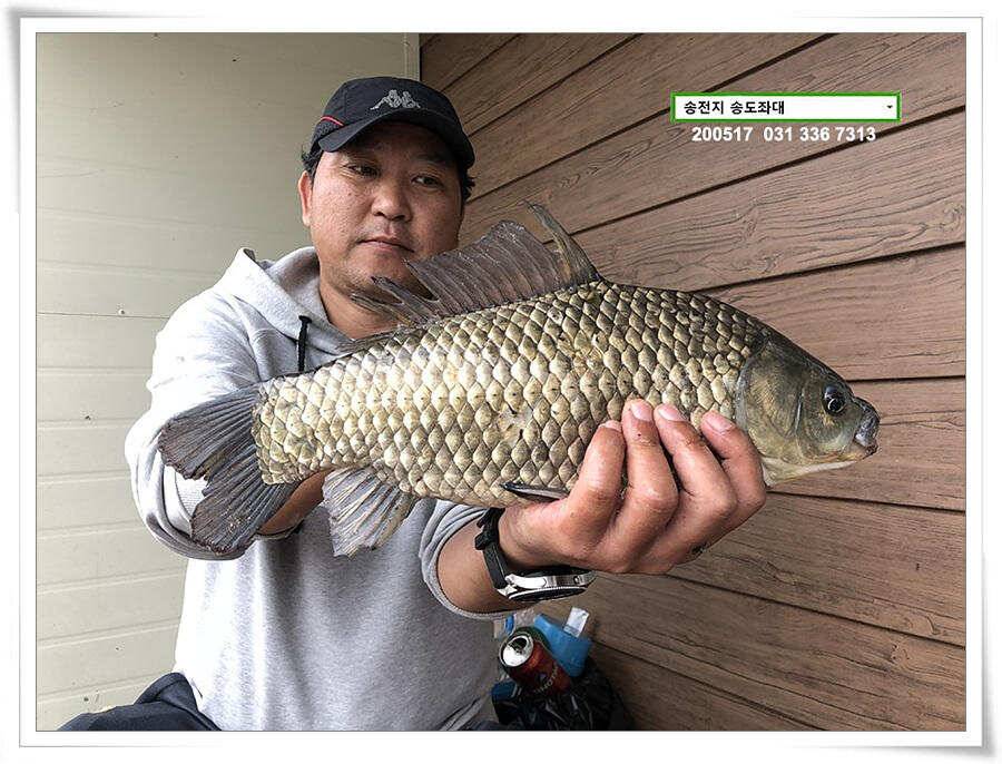 송전지 송도집 좌대 조황 (유료터정보 - 유료터점주조황)