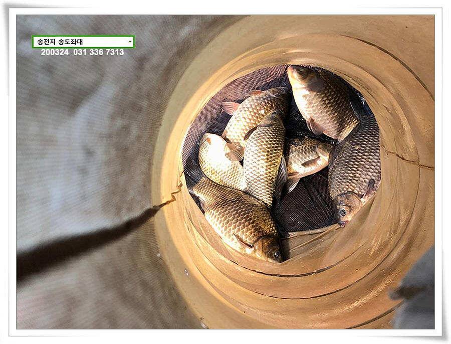 덩어리 등판하는 송전지 송도좌대 조황 (유료터정보 - 유료터점주조황)