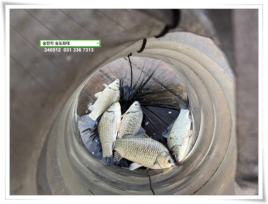 덩어리 혹은 마릿수 (유료터정보 - 유료터점주조황)