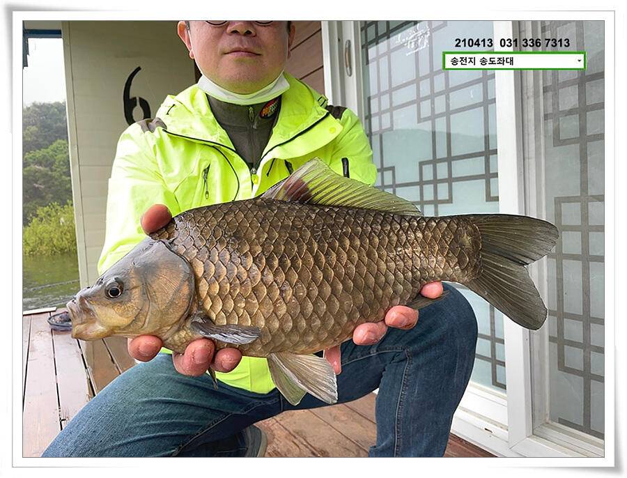 435cm송전지 송도좌대 조황 (유료터정보 - 유료터점주조황)