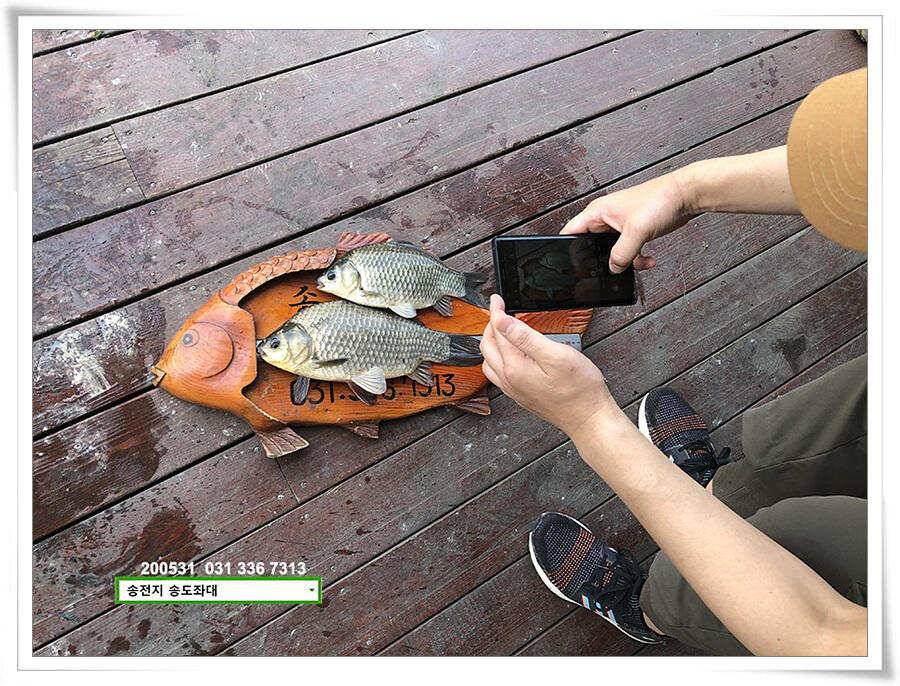 2차 직딩의 난송전지 송도좌대 조황 (유료터정보 - 유료터점주조황)