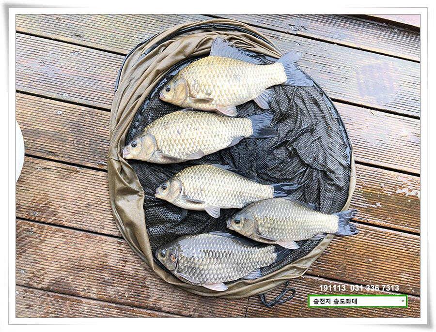 옥수수 맛집 (유료터정보 - 유료터점주조황)