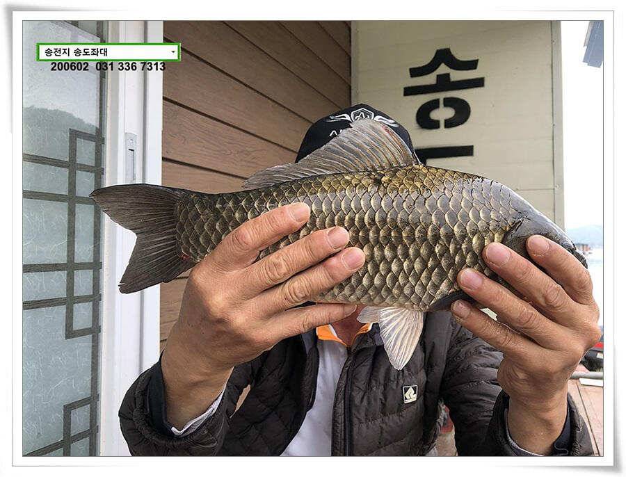 송전지 송도집 좌대 조황 송전낚시터 (유료터정보 - 유료터점주조황)
