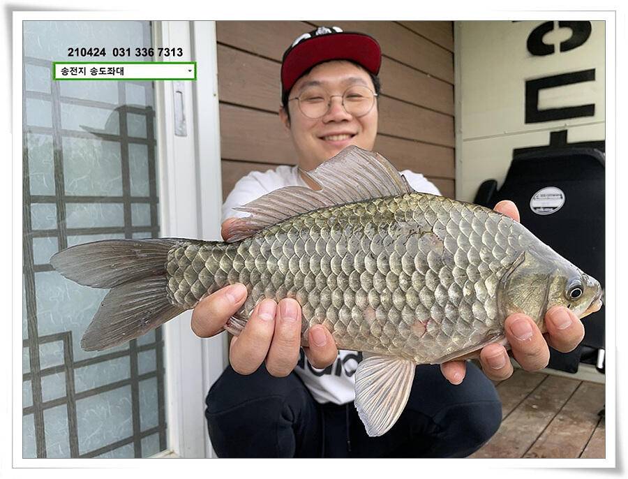 4짜 떡붕어 허리급 마릿수송전지 송도집 좌대 조황 (유료터정보 - 유료터점주조황)