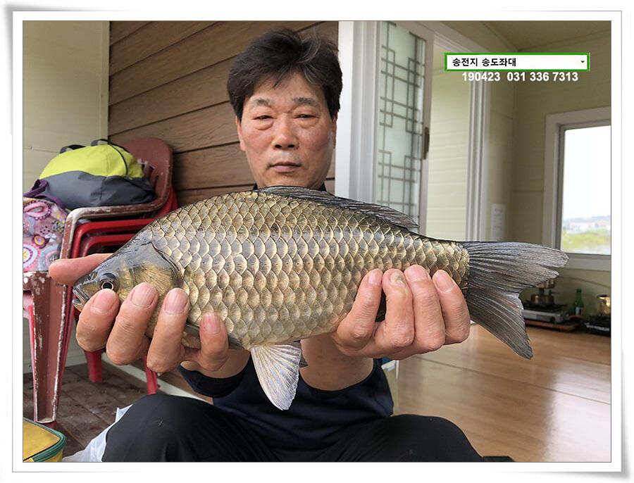송전지 송도좌대 조황 (유료터정보 - 유료터점주조황)