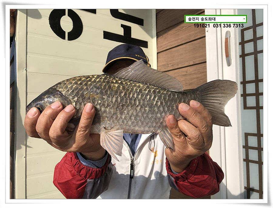 송전지 송전낚시터 송도좌대 조황 (유료터정보 - 유료터점주조황)