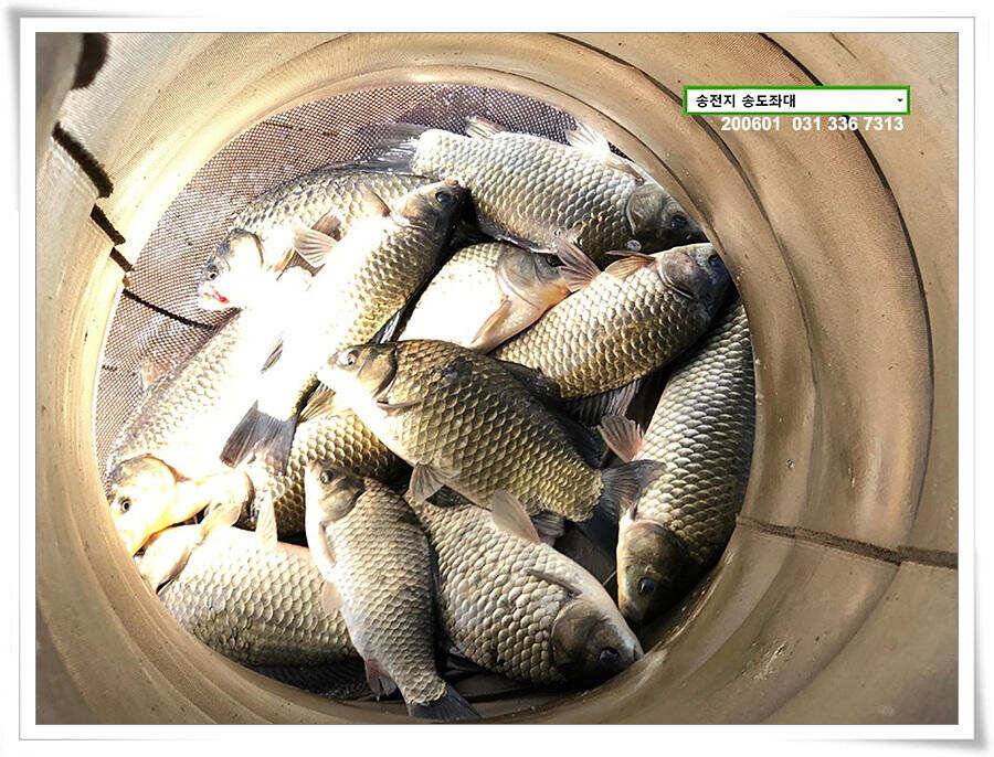 송전지 송전낚시터 송도좌대 조황 (유료터정보 - 유료터점주조황)
